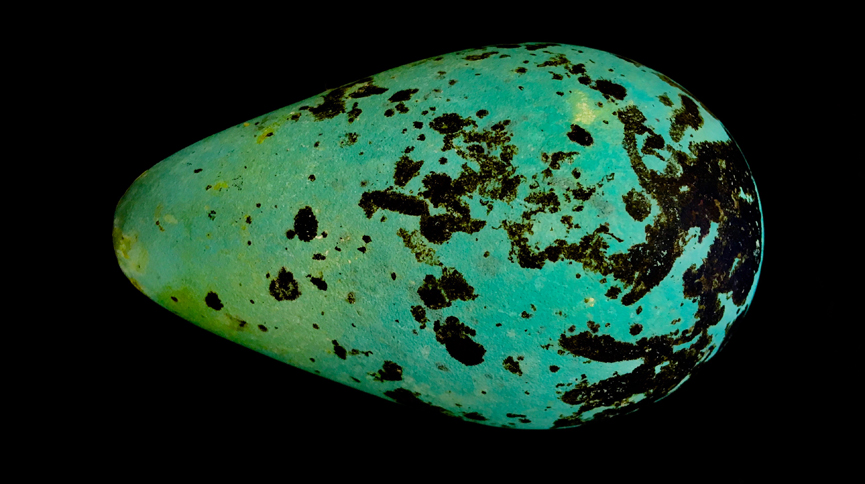 guillemot egg