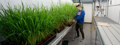 student tends tall grass in greenhouse space