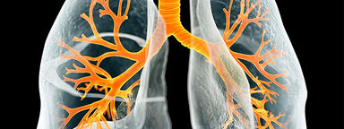 Image of lung structure