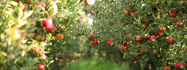 Red apples in an orchard