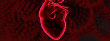 Digital anatomical heart 