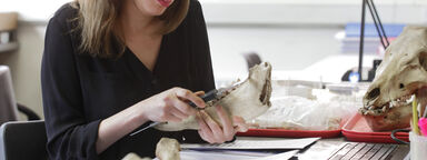 Person examines animal bones in the lab