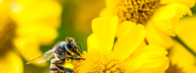 A honey bee gathering pollen on yellow flowers.