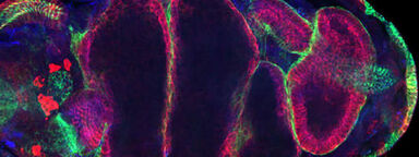 Development, stem cells and regenerative medicine