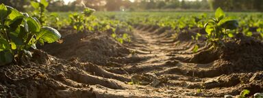 Soil 