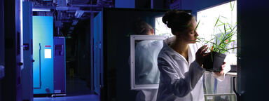 A researcher examining a plant