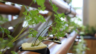 close up plants in hydroponics system