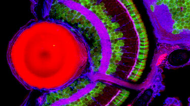 Cross section of the retina of a zebrafish
