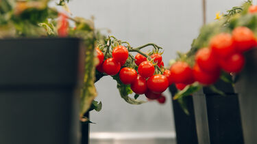 Tomatoes growing close together.