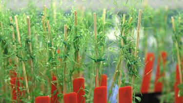 Plant production in a green house.