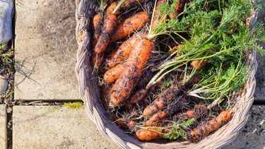 Carrots in a tub.