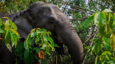 Elephant in bush