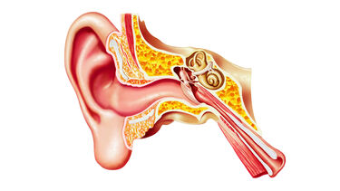 Human ear anatomy