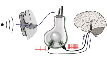 Ear and stereocilia