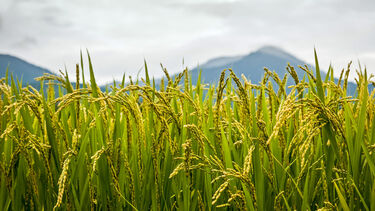 Rice field
