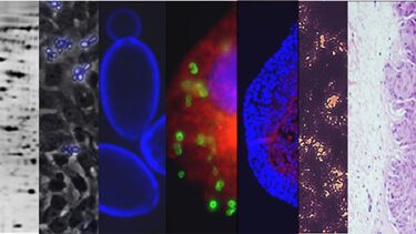 A montage of research iamages