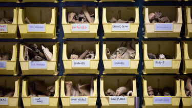 ARC - The animal bone teaching collection, showing examples of modifications on bone by human or animal agents