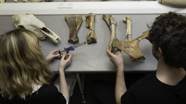 Two archaeology undergraduate students examining animal bones in a lab.