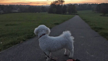 Postgraduate student Julia Dima's dog