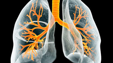 Image of lung structure