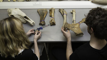  Osteoarchaeology