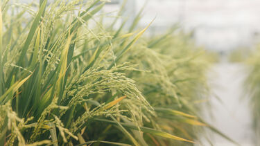 green rice growing in growth room