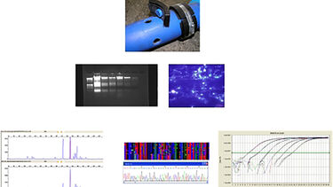 Molecular characterisation of microbial community the associated with pipe walls and drinking water.