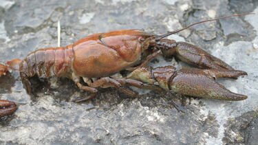 A photo of Austropotamobius pallipes (white-clawed crayfish)