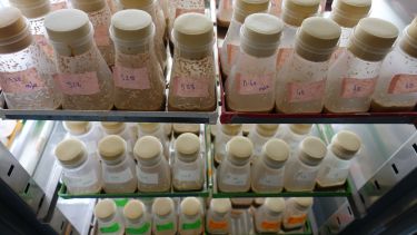 fruit flies being fed rich or restricted diets