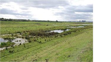 A picture of the wetlands at Fishlake