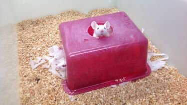 White mice with head peaking out of house