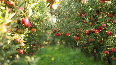 Red apples in an orchard