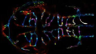 Zebrafish in the dark