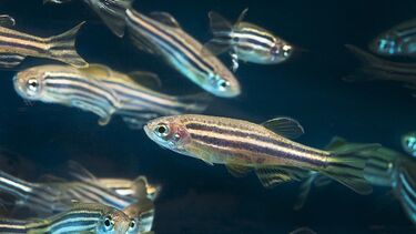 Family of Zebrafish