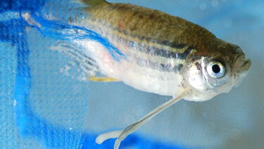 Close up of a Zebrafish