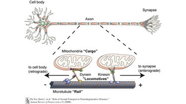 Axonal transport