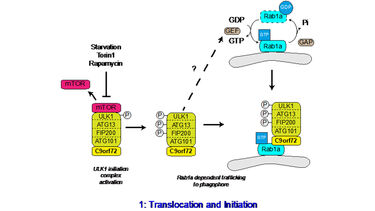 C9orf72 regulates the Rab1a dependent trafficking of the ULK1 complex.