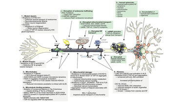 Axonal transport defects in ALS and underlying mechanisms. 