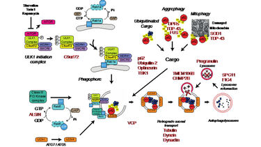 Autophagy and ALS/FTD.