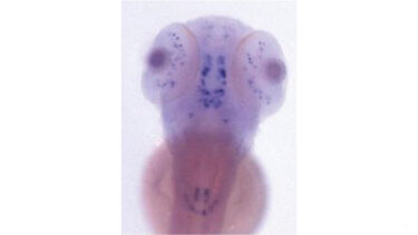 A scan of a Zebrafish