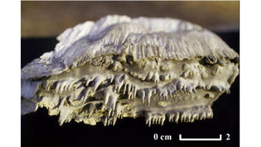 Pins of calcite precipitate protruding from the leeside of a limestone bed specimen (collected by Bernard Hallet from Castleguard Glacier, Canada)