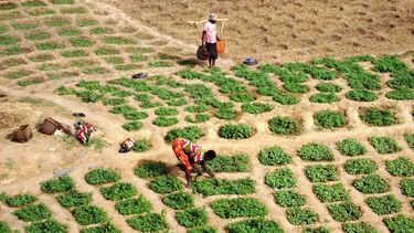 Farmers working the land
