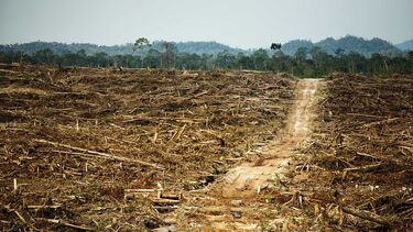 Dirt track through a deforested area