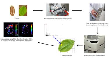 MALDI Imaging Workflow