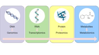 Metabolomics workflow diagram 