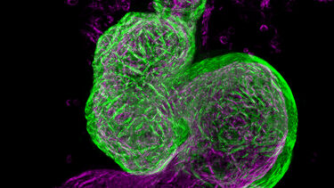 Live light sheet image of the heart and connecting vasculature of a 3-day old zebrafish embryo
