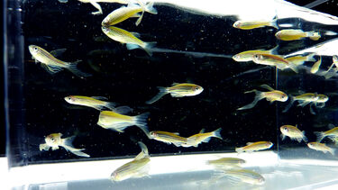 Zebrafish swimming in a tank