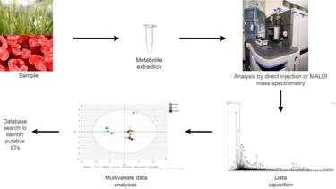 Untargeted metabolomics workflow