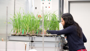 A researcher in the Arthur Wills Environment Centre