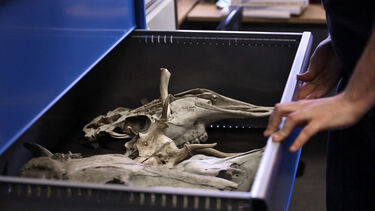 Animal skulls in reference collection